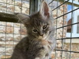 3 chatons Maine Coon LOOF à réserver