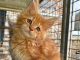 3 chatons Maine Coon LOOF à réserver