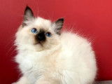 2 chatonnes Sacrés de Birmanie à réserver