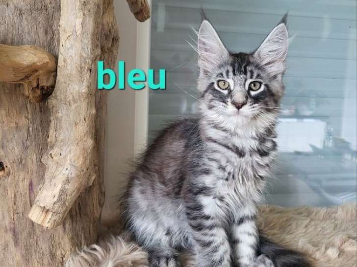 Chaton mâle Maine Coon LOOF à réserver