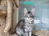 Chaton m&acirc;le Maine Coon LOOF &agrave; r&eacute;server