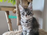 Chaton m&acirc;le Maine Coon LOOF &agrave; r&eacute;server