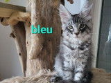 Chaton m&acirc;le Maine Coon LOOF &agrave; r&eacute;server