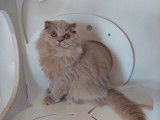 Un chaton mâle Highland Fold LOOF à vendre