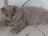 Un chaton mâle Highland Fold LOOF à vendre