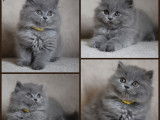 À réserver : 2 chatons femelles British Longhairs LOOF