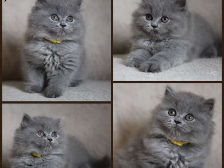 À réserver : 2 chatons femelles British Longhairs LOOF