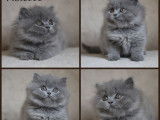 À réserver : 2 chatons femelles British Longhairs LOOF