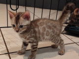 À réserver : 3 chatons mâles Bengals LOOF