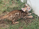 À réserver : 3 chatons mâles Bengals LOOF