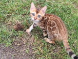 À réserver : 3 chatons mâles Bengals LOOF