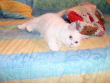 Un chaton mâle British Longhair LOOF à vendre