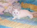 Un chaton mâle British Longhair LOOF à vendre