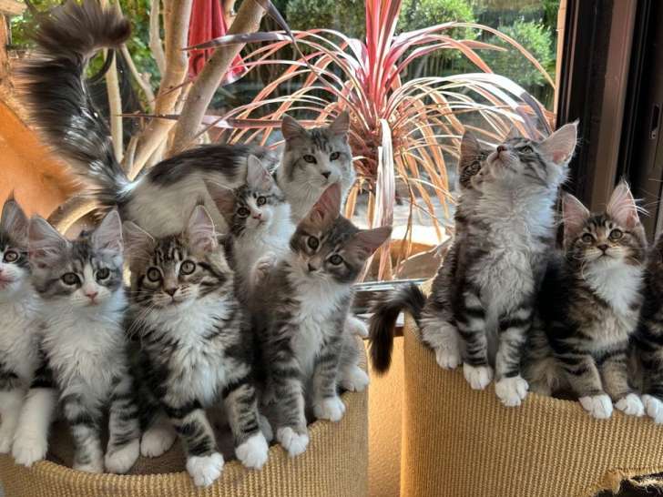 Des chatons Maine Coons LOOF à vendre