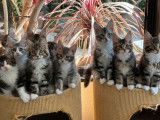 Des chatons Maine Coons LOOF à vendre