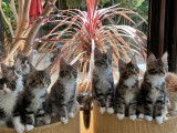 Des chatons Maine Coons LOOF à vendre