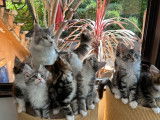 Des chatons Maine Coons LOOF à vendre