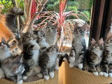 Des chatons Maine Coons LOOF à vendre
