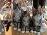 Des chatons Maine Coons LOOF à vendre