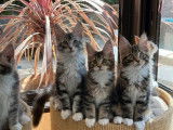 Des chatons Maine Coons LOOF à vendre
