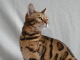 À vendre : une chatte Bengal LOOF