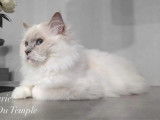 Disponible à la saillie : un chat Ragdoll LOOF