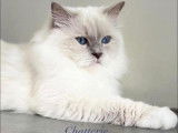 Disponible à la saillie : un chat Ragdoll LOOF