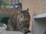 À vendre : une chatte Maine Coon LOOF