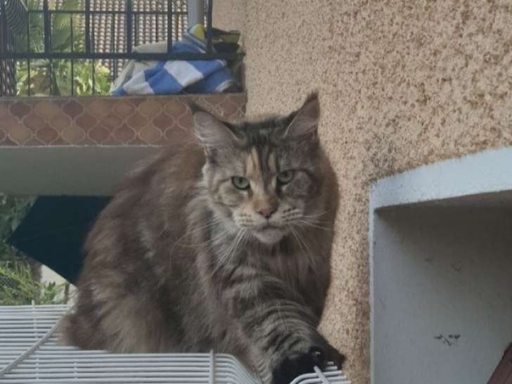 À vendre : une chatte Maine Coon LOOF