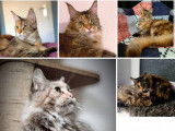 À vendre : une chatte Maine Coon LOOF