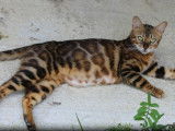 6 chatons Bengals LOOF à réserver