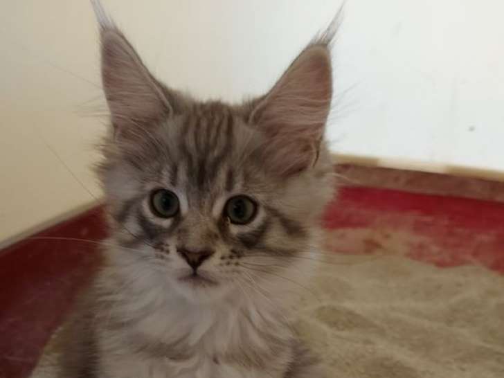 Une chatonne Maine Coon LOOF à vendre