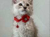 1 chaton Maine Coon LOOF à vendre
