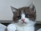 À réserver : des chatons British Shorthairs mâles LOOF