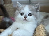 À réserver : des chatons British Shorthairs mâles LOOF