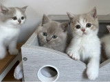À réserver : des chatons British Shorthairs mâles LOOF