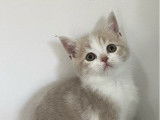 À réserver : des chatons British Shorthairs mâles LOOF