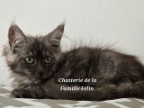 À vendre : un chaton femelle Maine Coon LOOF