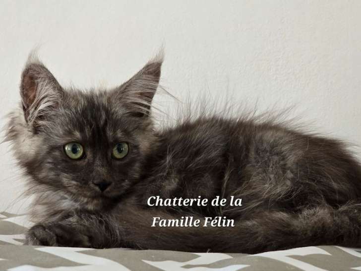 À vendre : un chaton femelle Maine Coon LOOF
