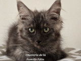 À vendre : un chaton femelle Maine Coon LOOF