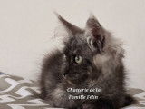 À vendre : un chaton femelle Maine Coon LOOF