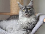 À vendre : un chaton femelle Maine Coon LOOF