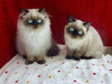 2 chatons Persan et Exotic Shorthair LOOF à vendre
