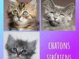 3 chatons femelles Sibérien LOOF à réserver