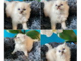 Petite femelle/????/blue mitted