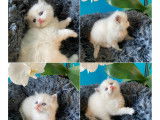 Magnifiques chatons Ragdoll à vendre