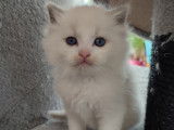 Magnifiques chatons Ragdoll à vendre