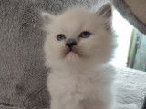 Magnifiques chatons Ragdoll à vendre
