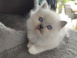 Magnifiques chatons Ragdoll à vendre