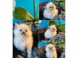 Magnifiques chatons Ragdoll à vendre